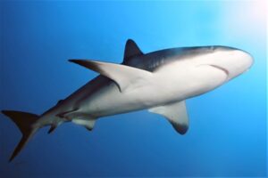 Govt warns about Shark Sightings in the Caribbean