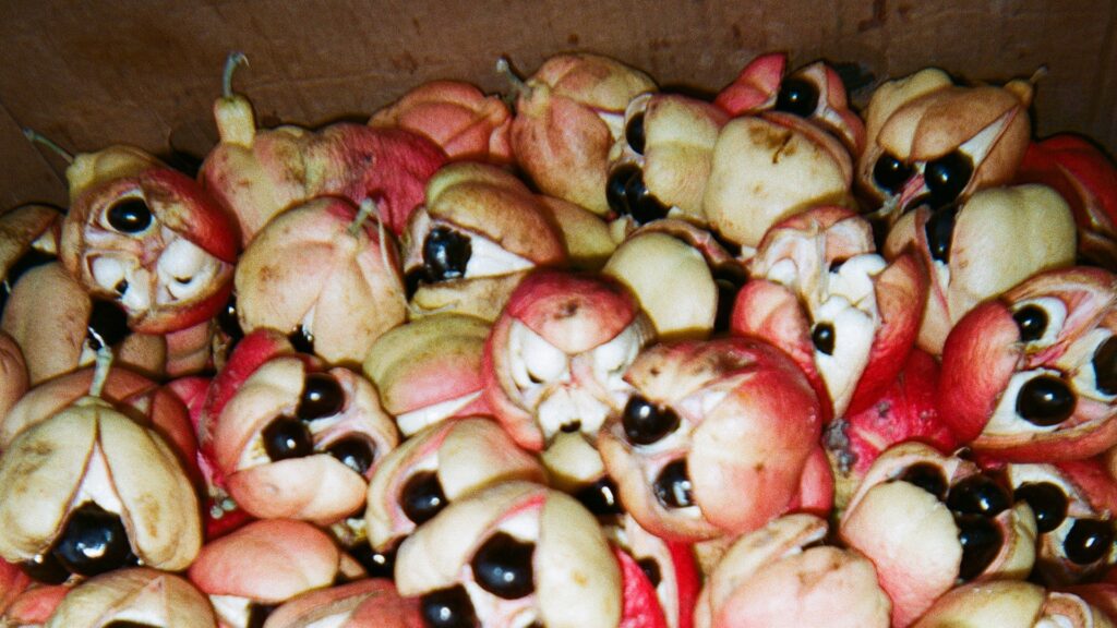 Jamaica's national dish 'Ackee'