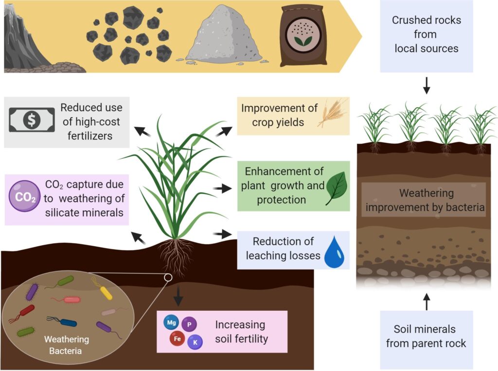 Advantageous bacteria rise at a neutral pH, so biogenic silica tenders a perfect shelter for bacteria that colonize the rhizome zone.