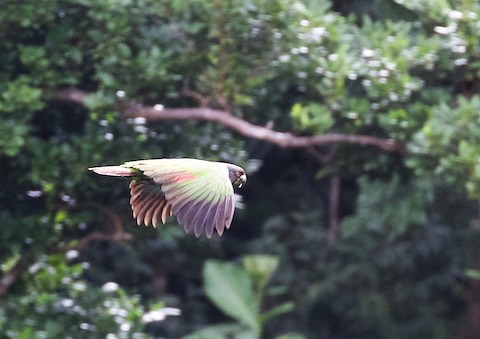 Dominica: Belal Moheb Parrots Park appeals to protect Imperial Amazon
