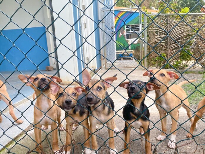 Saint Lucia: HelpAWS appeals New Yorkers to become home to shelter pups