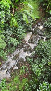 Saint Lucian Rainforest. (Credits: Stacey Rahaman)