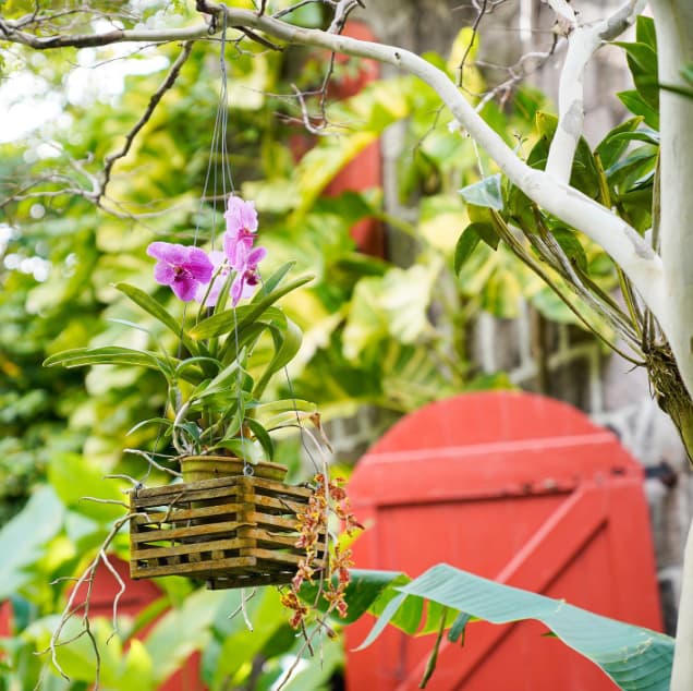 Mesmerising beauty in every corner of the Golden Rock garden. (Credits: Golden Rock Inn, Nevis/ Facebook)