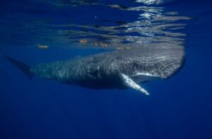 Sperm Whale Reserve in Dominica, credits to National Geographic Pristine Seas Facebook Page