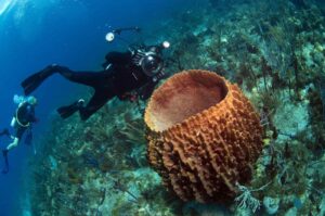 St Kitts one of the leading dive destination of Caribbean. Picture Credits: Google Images