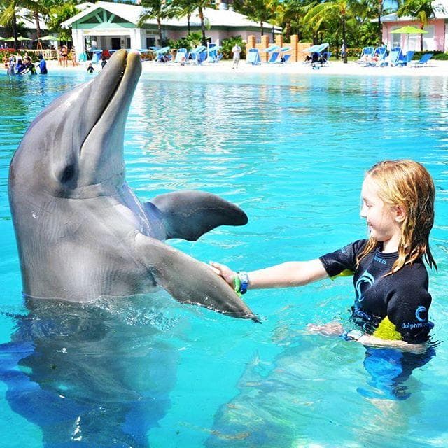 Kid enjoying swimming with dolphin at Dolphin Cay. (Credits: Atlantis Bahamas, Facebook)